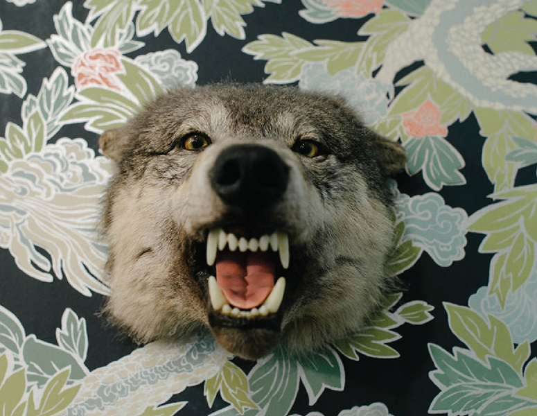 Stuffed wolf head against black and green floral wallpaper
