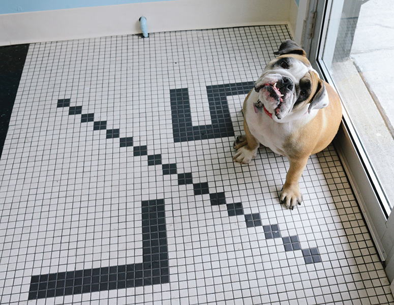 Bulldog sitting on custom designed tile floor at Loyal Sons Barber Shop in Des Moines, Iowa