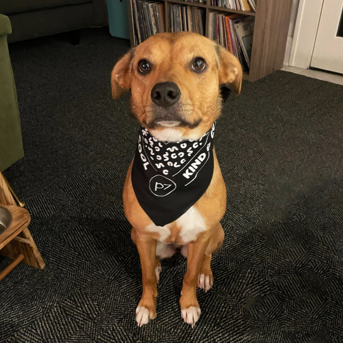 Dog wearing a p7 branded bandana