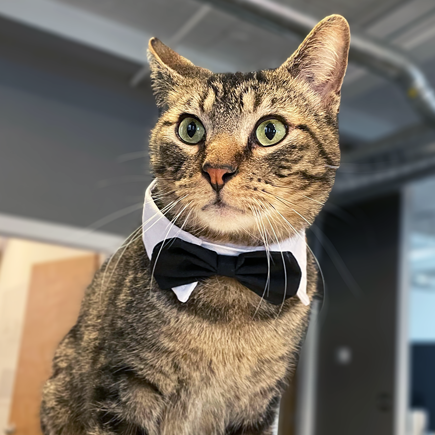 Kevin the cat with black bowtie