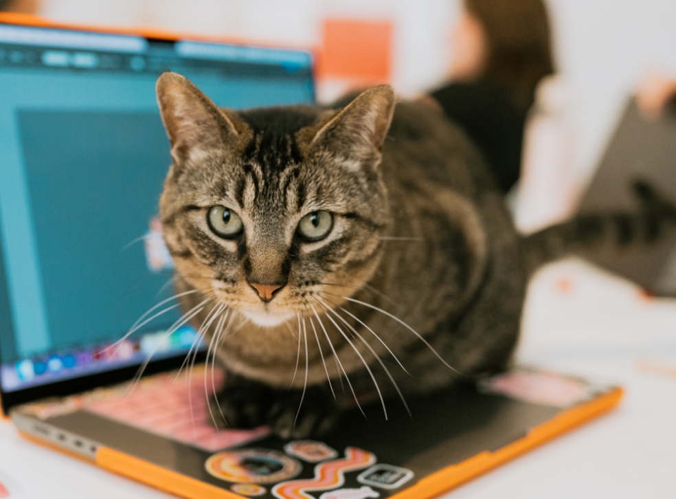 Kevin the Cat Executive Officer sits on a computer